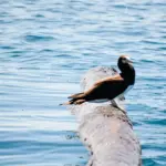 marine-bird-on-floating-trunk-costa-rica