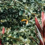 toucan-in-tree-costa-rica-walking-tour